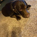 Logan Hofer - @della_dog8918 - Instagram
