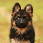 Logan Howlett - @logan.howlett.731572 - Instagram