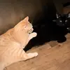 Logan & Huey😊 - @chillwejustcats - TikTok