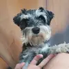 Logan Kirby - @loganandleo - TikTok