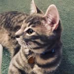 Lord Ace - @logan_knott_allen - Instagram