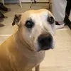 Logan Lambert - @mrgreendogbritain - TikTok