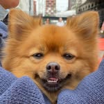 Logan Lance Rastrullo - @logi.dog.of.mischief - Instagram