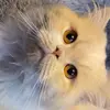 loganleon34 - @loganleon34 - TikTok
