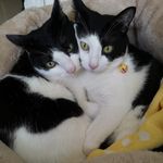 Logan & Lester 🐱⚪️⚫️⚪️⚫️ - @logan_lester_meow - Instagram