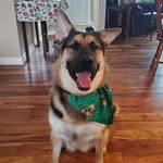 Logan McQueen - @lucky_logan_k9 - Instagram