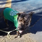 Logan "nugget" McQueen - @loganmcdog - Instagram