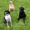 loganmcqueen75 - @loganmcqueen75 - TikTok