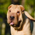 Sharpei - Logan Melo de Figueiredo - @loganmelof - Instagram