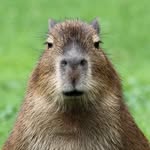 Logan Nix - @cool_capybara - Instagram