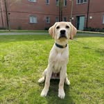 Logan The Lab - @loganpiercyoverton - Instagram