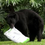 Dogs_eating_bears - @logan_packers - Instagram