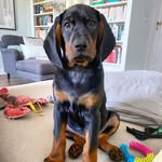 Logan Roy - @logan_roy_the_dog - Instagram
