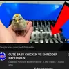Logan Rupp - @mr._president_rupp - TikTok