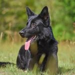 Logan Schell - @k9_lima_gsd - Instagram