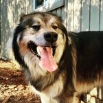 Logan Schroeder - @dinosaur2288 - Instagram