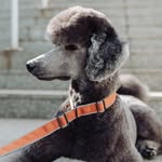 Logan - @logan_silverpoodle_ - Instagram