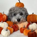 LOGAN 🐨Silver Toy Poodle - @logan_the_woofy - Instagram