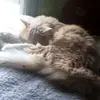 catlover - @logansnell201118 - TikTok