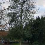Logan Somers - @logan_the_tree_climber - Instagram