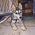 Logan The husky - @logansoutherntribe - Instagram