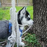 Logan Sterling - @logan.thehusky - Instagram