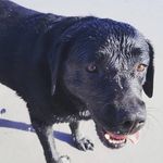 Logan Strickland - @logibear_chings - Instagram