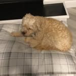 Logan Vaillancourt - @tully_wully71 - Instagram