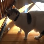 Logan Vaillancourt - @kitty_cat_71 - Instagram