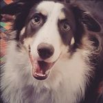 Logan B. Collie - @logan.vidaloca - Instagram