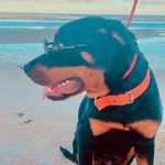 Logan Rott - @loganrott.weiler - Instagram