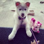 Logan Wilder - @logan.wilderhuskypup - Instagram