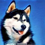 Logan Wolfley - @huskymag.yt - Instagram