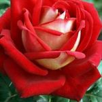 Loida Alvarez - @loida.alvarez.750 - Instagram