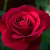 Loida Alvarez - @loida.alvarez8 - TikTok