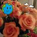 Lois Barrett - Facebook