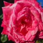 Lois Baumann - @loisb1964 - Instagram