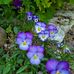 Lois Baumann - Facebook
