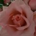 Lois Beecher - Facebook