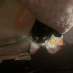 Lois Bentley - @cats52054 - Instagram