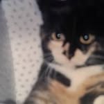 Lois Bonesteel - @bonesteellois - Instagram