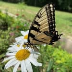 Lois Bridges - @bridgeslois - Instagram