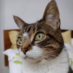 Lois Butterball Whitepaws & Billy Longtail - @lois_butterball_whitepaws - Instagram