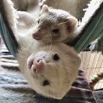 ᴸᴼᴵˢ&ᶜᴬˢᴴ - @furmoneycash - Instagram