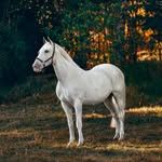 Lois J Chapman - @horse_caring - Instagram