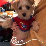 Lois Chappell - @loischappell6765234 - Instagram
