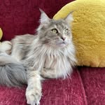 Lois and Sebastian - @loisandsebastianmainecoons - Instagram
