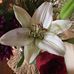 Lois Croft - Facebook