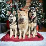 Lois Curtis Laflamme - @mainewolfgirl - Instagram
