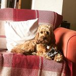 Abigail Lois Darling - @cockapoo.darcy.dog.uk - Instagram